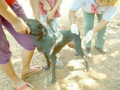 Proponen la creaci�n de hospitales p�blicos para mascotas