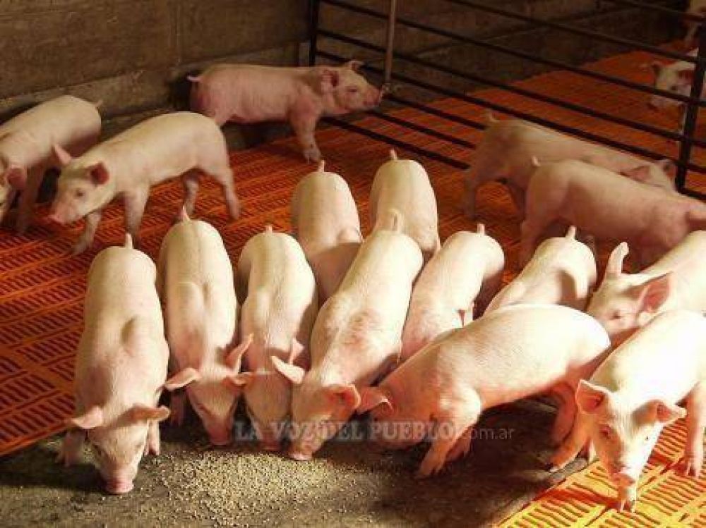 Producir�n alimento balanceado