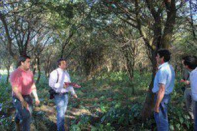 Trabajos para fortalecer la actividad forestal
