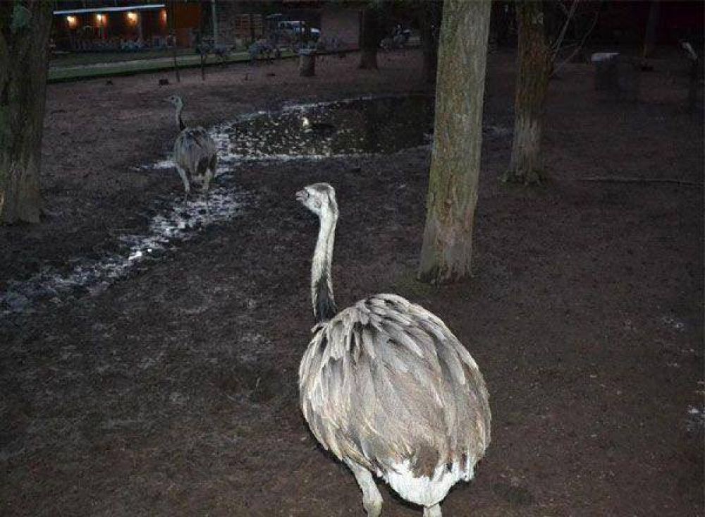 Zoo de Am�rica: los animales bahienses se adaptan bien a su nuevo h�bitat