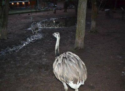 Zoo de Am�rica: los animales bahienses se adaptan bien a su nuevo h�bitat