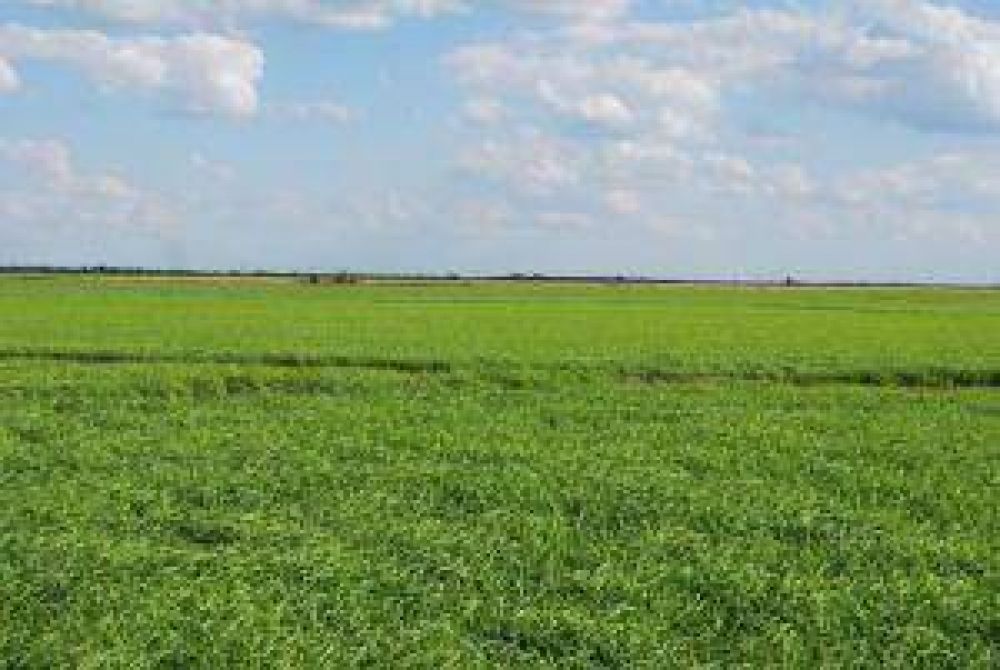 Casi nueve mil hect�reas de arroz