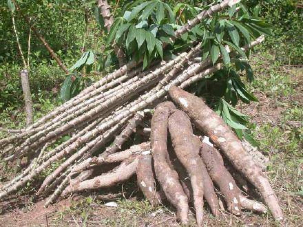 Convenio beneficiar� a peque�os productores capitalinos 