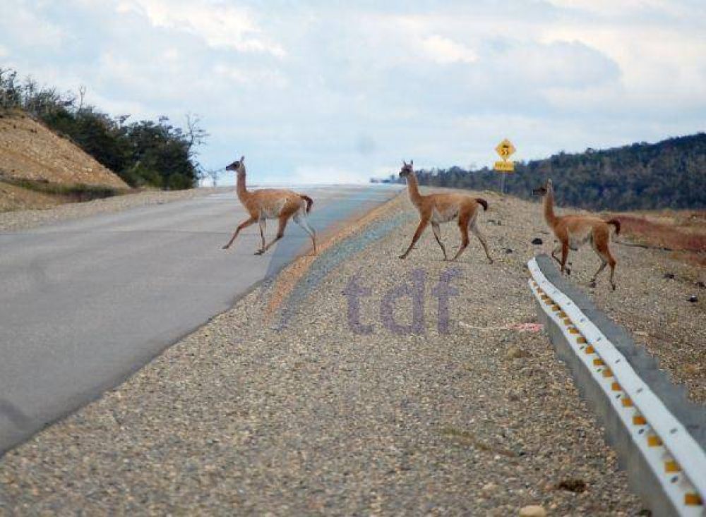 Guanacos siguen causando accidentes en la ruta 3