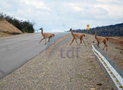 Guanacos siguen causando accidentes en la ruta 3