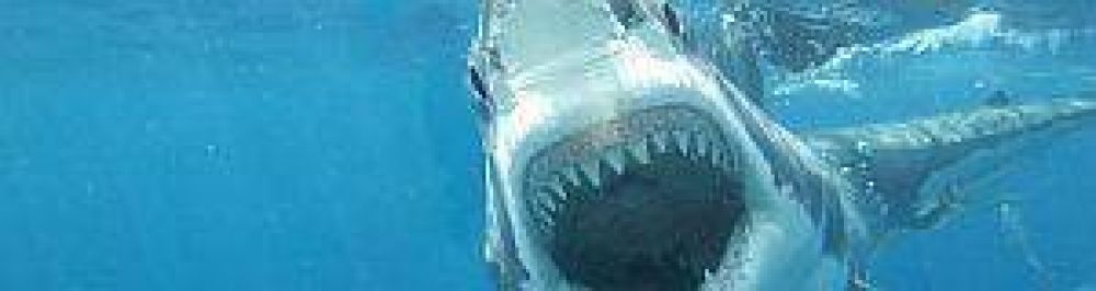 Tibur�n mata a turista durante luna de miel en una isla francesa