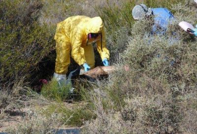 La menor de 13 a�os hallada muerta en La Favorita muri� por asfixia tras ser ahorcada