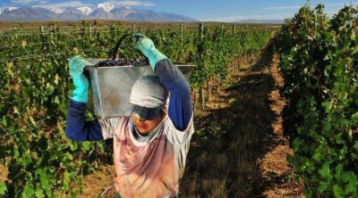 A pesar del granizo, se cosech� 28% m�s que el a�o pasado