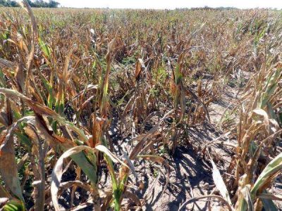 Estiman en un 80 % las p�rdidas por la sequ�a en los cultivos del departamento Maip�