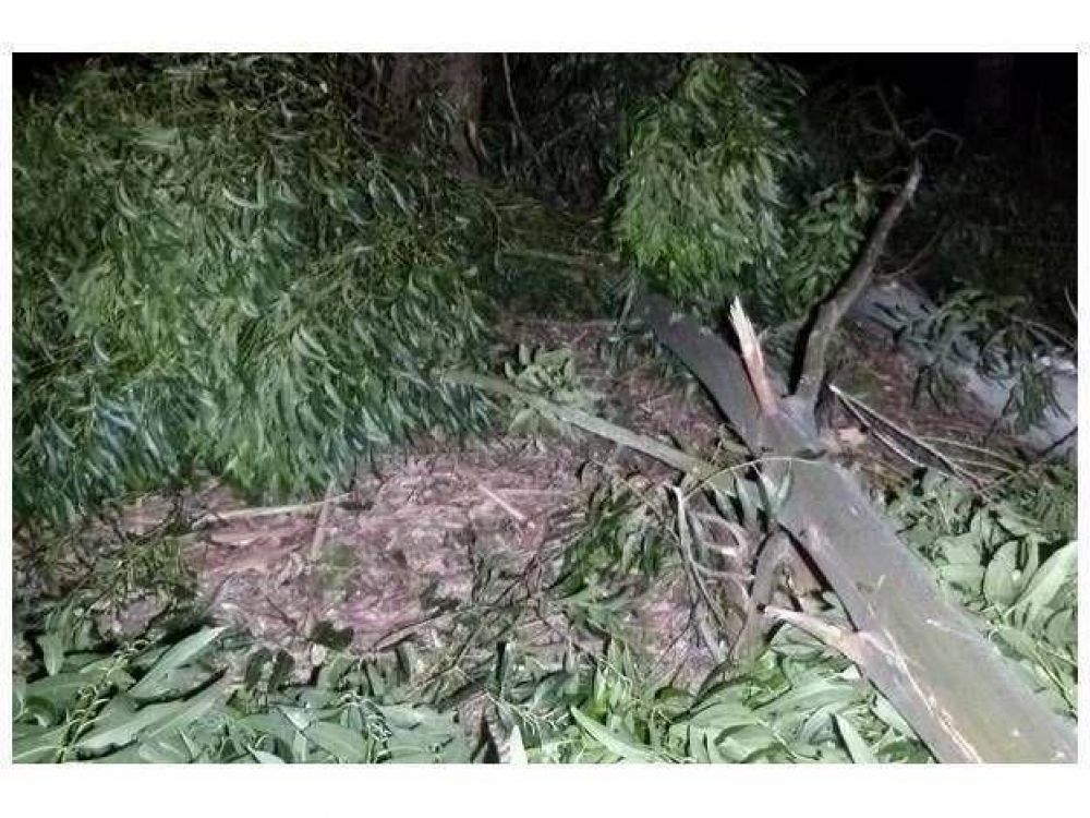 Muri� aplastado por un �rbol