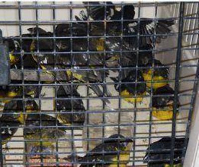 Secuestro de aves en San Nicol�s  