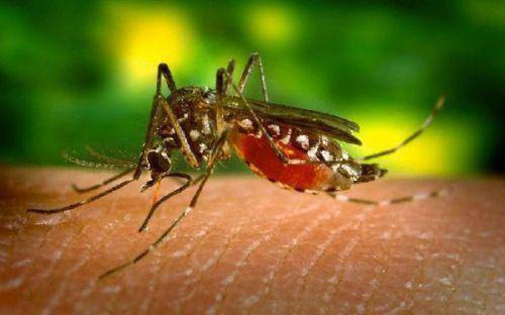 Ratifican la circulaci�n viral del dengue en Posadas y Garup� 