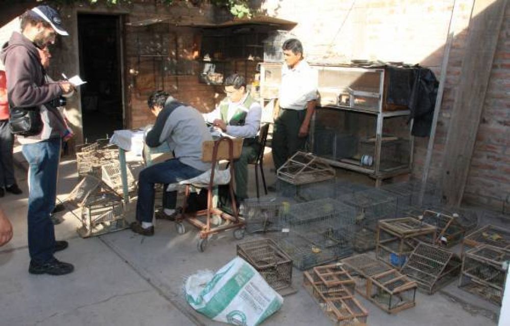 Aves: hallan especies en riesgo cerca del centro
