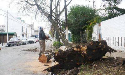 El Municipio busca ordenar el arbolado p�blico en el distrito
