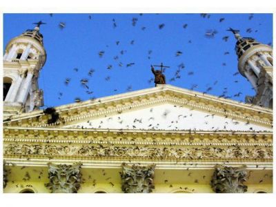 Coordinar�n medidas para erradicar las palomas del microcentro
