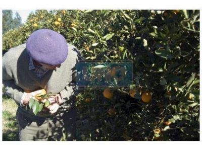 Abonar�n con una suba del 8% los sueldos de mayo a los zafreros