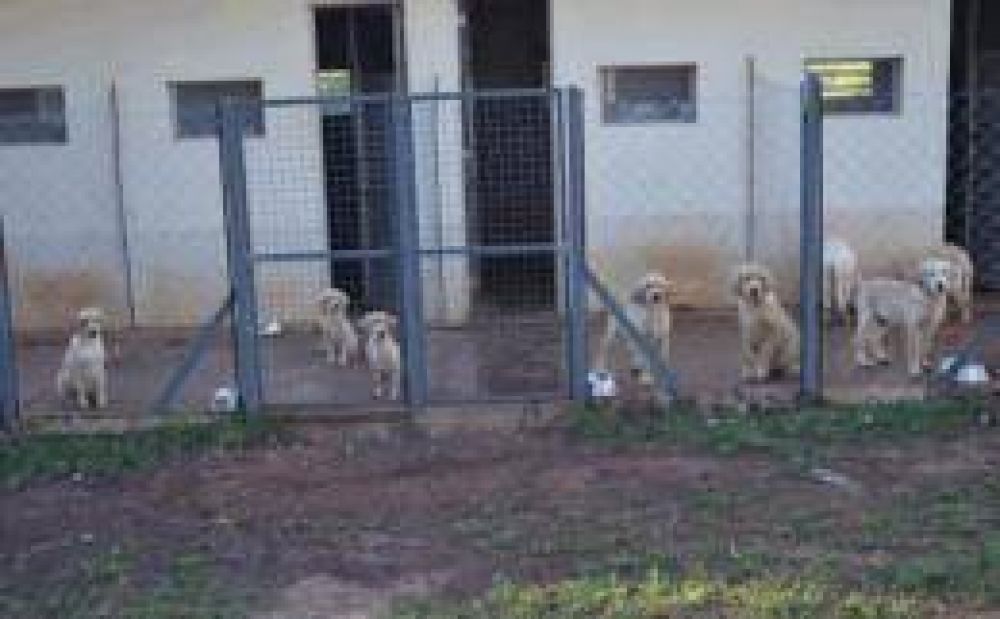 En los pr�ximos d�as, comenzar� el adiestramiento de perros lazarillos en la Brigada de Canes