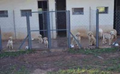 En los pr�ximos d�as, comenzar� el adiestramiento de perros lazarillos en la Brigada de Canes