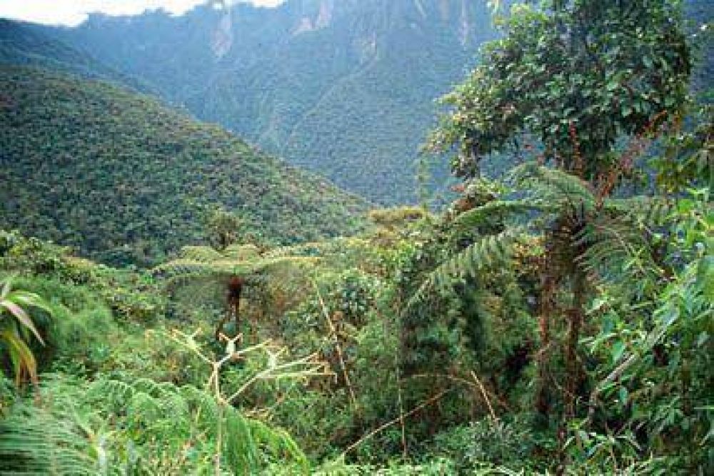 1� Simposio de la Reserva de Yungas y Reuni�n por las Selvas de Monta�as