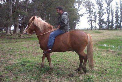 Sigue el robo de caballos