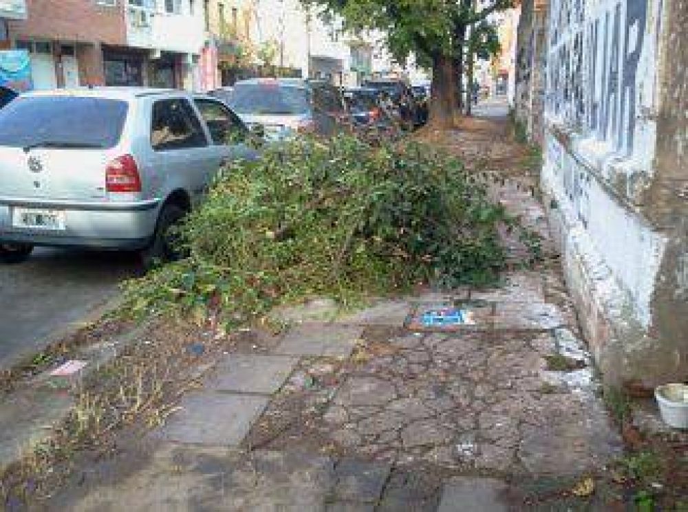 A la basura, ramas de la poda