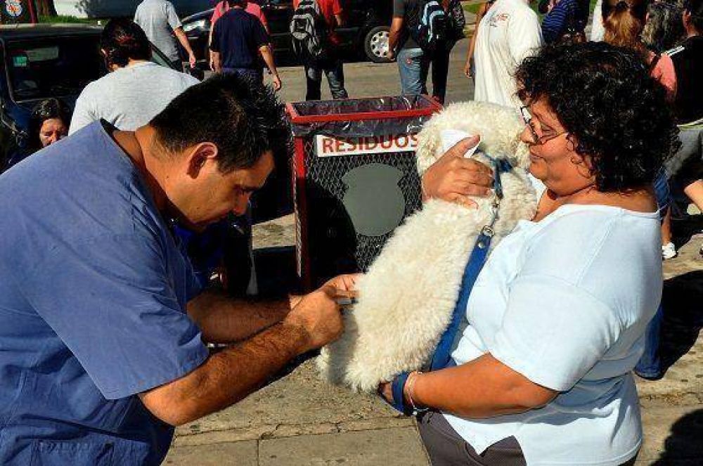 El Municipio aplic� m�s de 600 vacunas a mascotas de San Mart�n