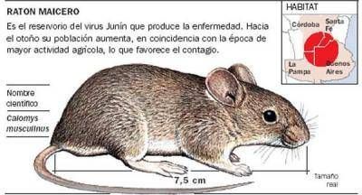 Otras dos personas habr�an sido afectadas por el virus Jun�n