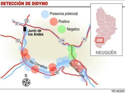 Invasiva alga Didymo ya afecta tres r�os neuquinos