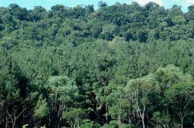 �Misiones vive con y de los bosques nativos e implantados, pero a�n es mayor el potencial a desarrollar� 