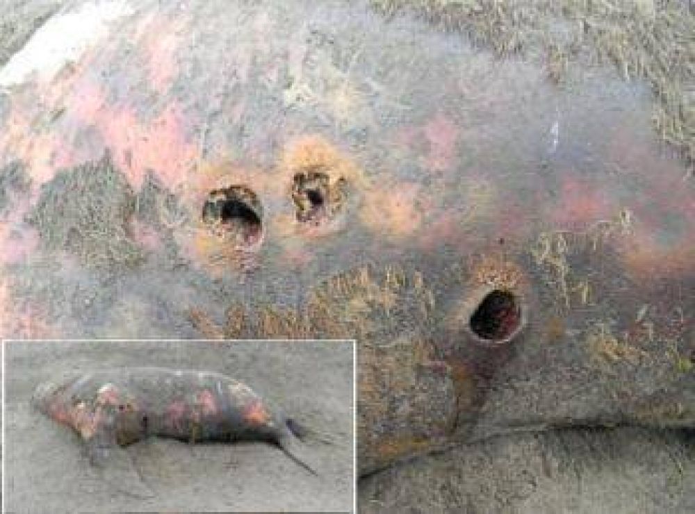 Denuncian la matanza de animales en la reserva del estuario bahiense