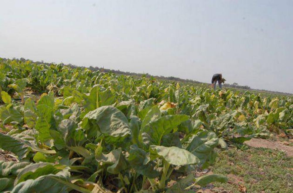 Lanzaron la Expo Agricultura Familiar para consolidar el cintur�n verde chaque�o