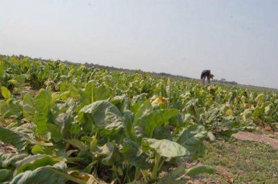 Lanzaron la Expo Agricultura Familiar para consolidar el cintur�n verde chaque�o