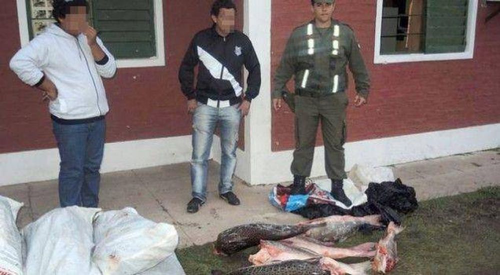 Secuestran 250 kilos de pescado transportados en un colectivo