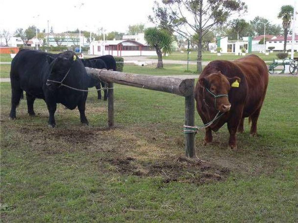 Los mejores Angus del pa�s ya est�n en Bol�var