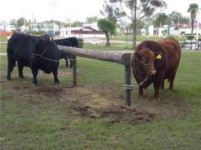Los mejores Angus del pa�s ya est�n en Bol�var