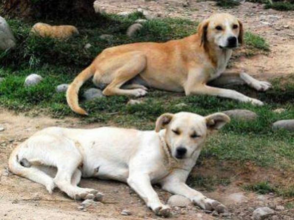 Envenenaron gatos y perros en Villa Fox