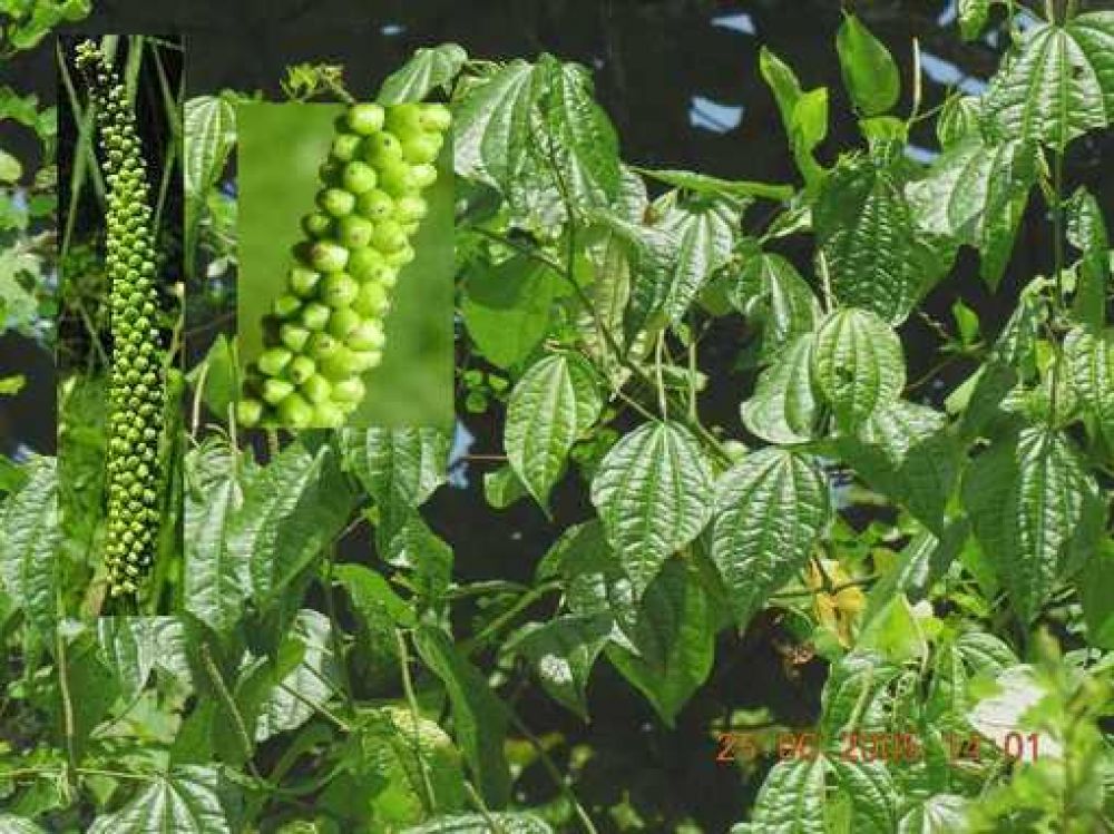 Analizan variedad arb�rea misionera para desarrollarla en fitomedicina
