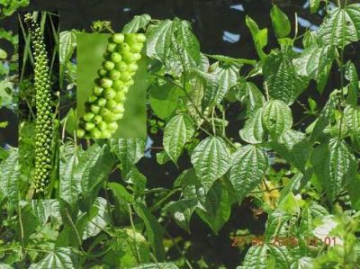 Analizan variedad arb�rea misionera para desarrollarla en fitomedicina