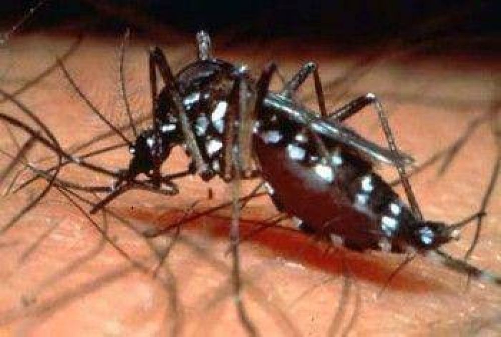 Villarino trabaja para prevenir el dengue