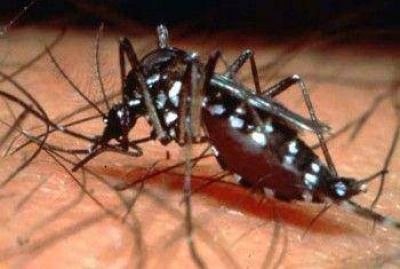 Villarino trabaja para prevenir el dengue