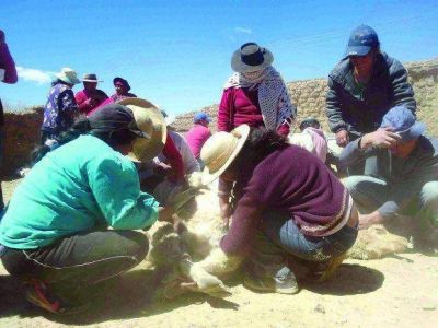 Convenio entre Naci�n y provincia para recuperar la ganader�a ovina