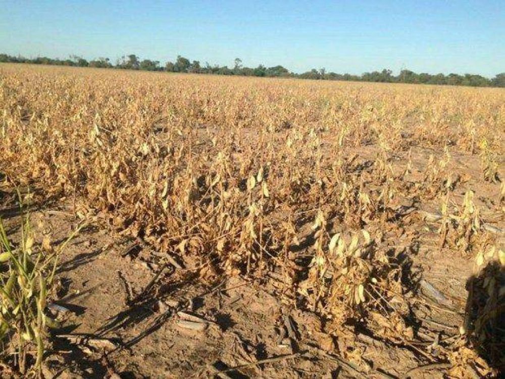 Sequ�a: las p�rdidas en la producci�n agropecuaria del norte de Salta son casi totales