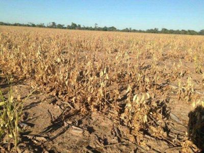Sequ�a: las p�rdidas en la producci�n agropecuaria del norte de Salta son casi totales