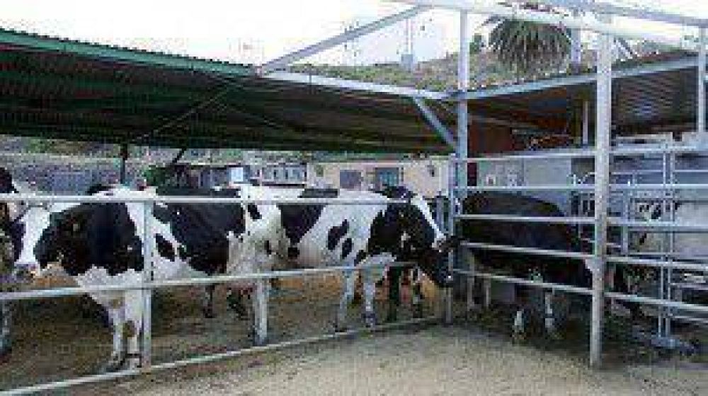 Argentina, Precio de la leche: advirtieron que la mejora �se da por la escasez�