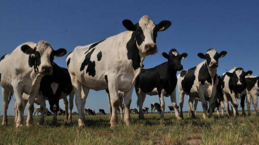 La menor producci�n de leche redujo 24% las exportaciones