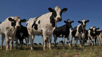 La menor producci�n de leche redujo 24% las exportaciones