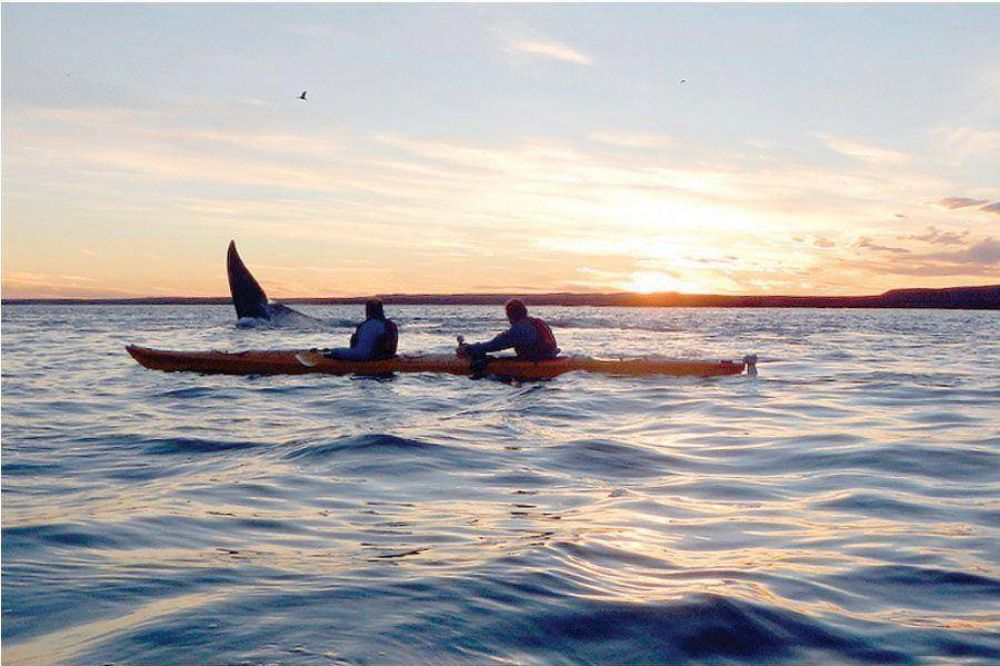 Maravilloso espect�culo brindaron ballenas francas del sur en la r�a Deseado