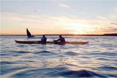 Maravilloso espect�culo brindaron ballenas francas del sur en la r�a Deseado