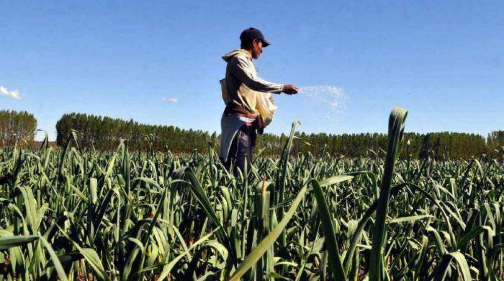 La superficie cultivada de ajo en su nivel m�s bajo en 17 a�os