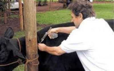 Firme trabajo de vacunaci�n a ganados para prevenir la rabia paresiante